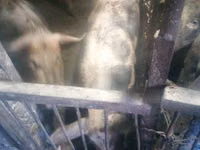 Vier, Porci — foto 1