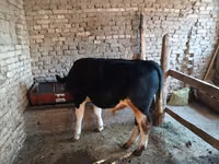 Bulle, Russian Black pied cattle — Foto 3