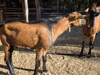 Țap, Alpine goat — foto 2