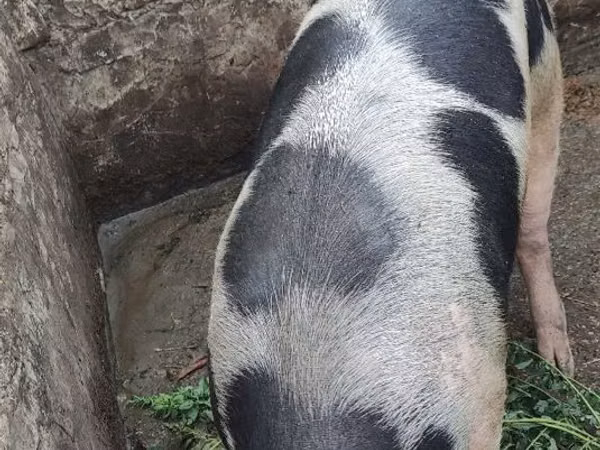 Se vinde porc crescut în condiții de casă