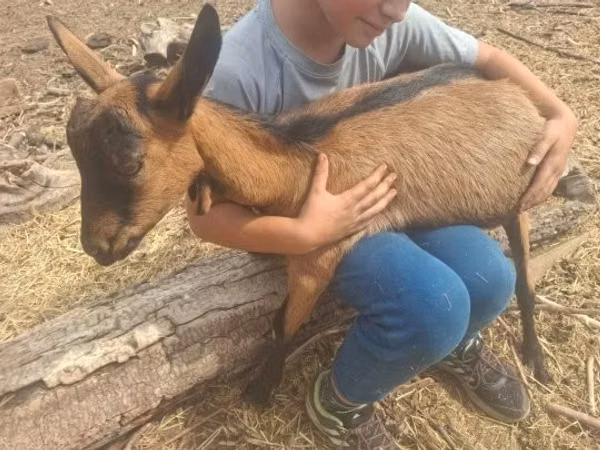 Țap, Capre