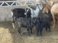 Ziege, Alpine goat — Foto 3