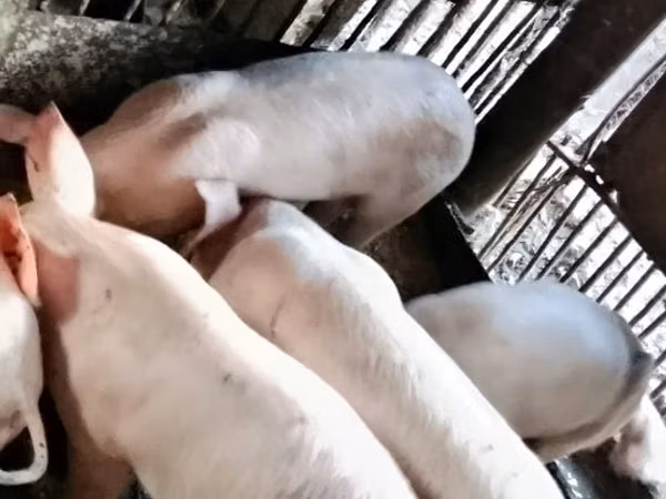 Eber, Schweine — Republik Moldau