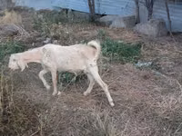 Bode, Beetal goats — foto 3