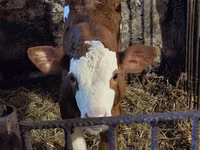 Toro, Simmental cattle — foto 7