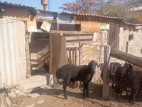Carneiro, Ordabasy sheep — foto 4