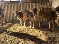 Sigir, Swiss cattle — 1-rasm