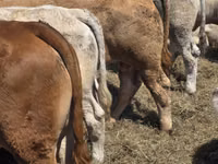 公牛, Limousin cow — 照片 6