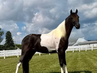 Cal, Tennessee Walking Horse — foto 3