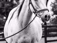 Cal, National Show Horse — foto 4