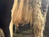 母牛, Russian Black pied cattle — 照片 4