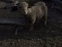 Bélier, Ile-de-France sheep — photo 3