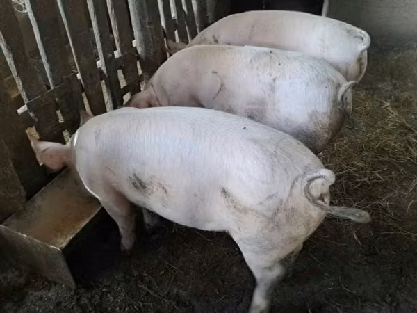 Scroafă, 