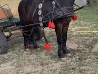 公马, Horses — 照片 1