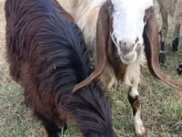 Echki, Damask goat — 1-rasm