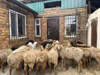 كبش, Rhon sheep — الصورة 2