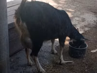 Capră, Alpine goat — foto 1