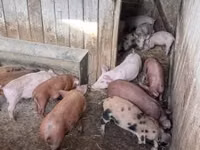 Porcs (lot, sexe non indiqué) — photo 6