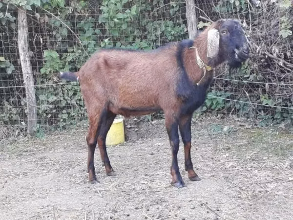 Țap, Nubian Goat