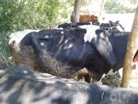 Bulle, Simmental cattle — Foto 5