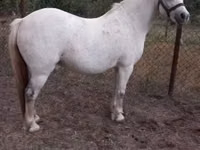 Toychoq, Falabella — 1-rasm