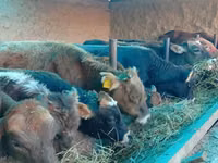 Toro, Ganado vacuno — foto 1