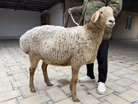 Oaie, Arashan sheep — foto 5