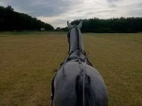 Aygʻir, Lipizzaner — 2-rasm