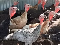 Turkeys — الصورة 1