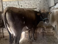 Sigir, Gollandiyalik zot — 2-rasm