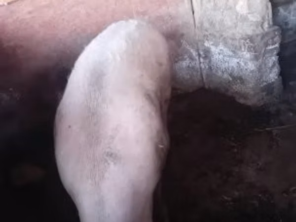 Vier, Porci