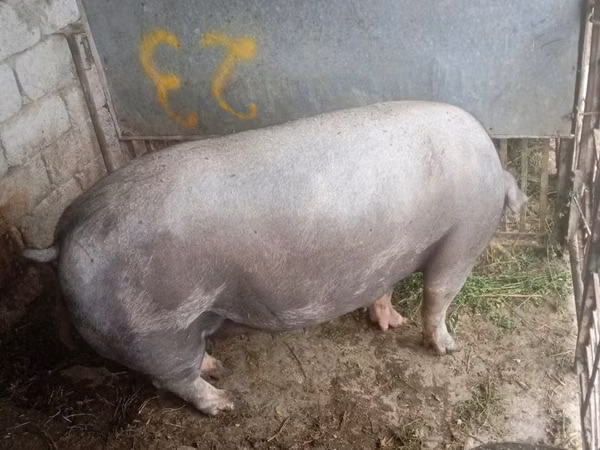 Scroafă, Porci — Republica Moldova
