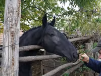 Madyan, Nonius horse — foto 1