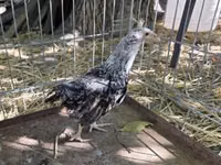 Araucana — foto 3