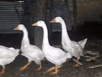 Geese — foto 2