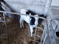 Toro, Raza Holstein — foto 2