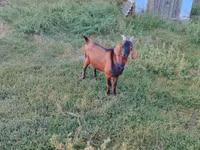 Ziegenbock, Nubian Goat — Foto 2