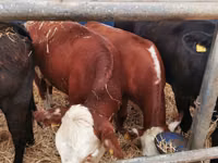 Bovine (lot, sex nespecificat), Hereford — foto 1