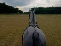 حصان, Lipizzaner — الصورة 2