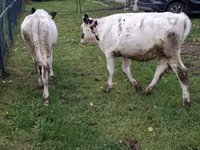 Vaca, Simmental cattle — foto 5