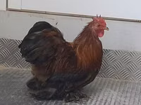 Pékin Bantam — photo 5