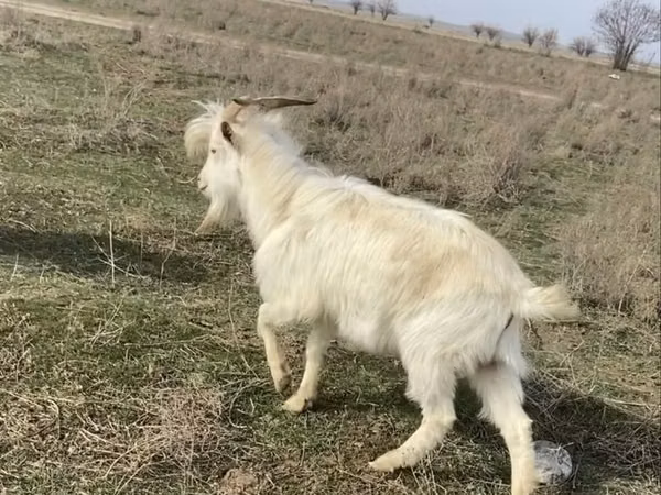 Capră, Capre