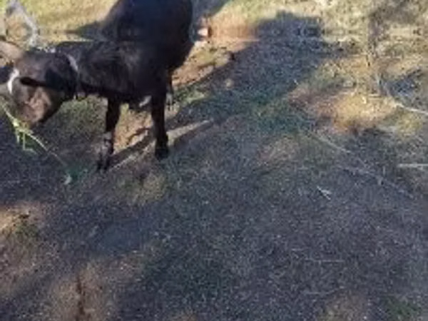 Capră, Capre