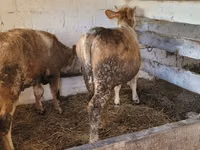 गाय, Simmental cattle — फ़ोटो 2