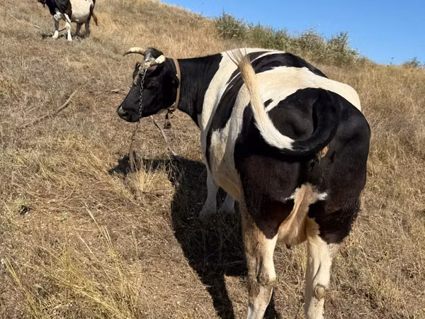 Vaca, Raça Holstein — Moldávia
