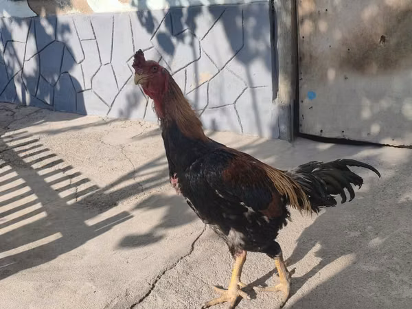 găini Shamo