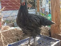 Gigante de Jersey — foto 1