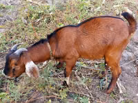 Ziegenbock, Nubian Goat — Foto 1