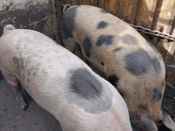 Vier, Porci — Republica Moldova