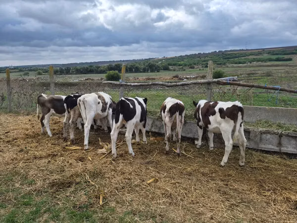 Bou, Bovine
